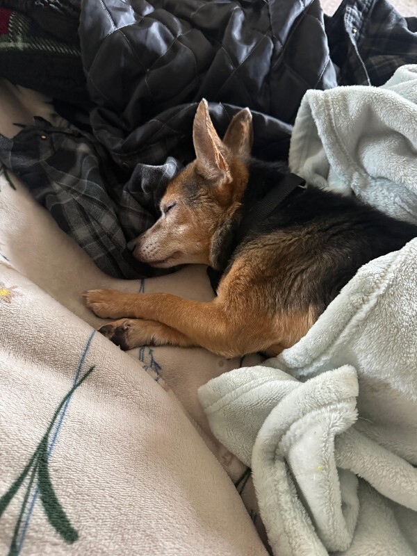 Picture of the Animal Listed